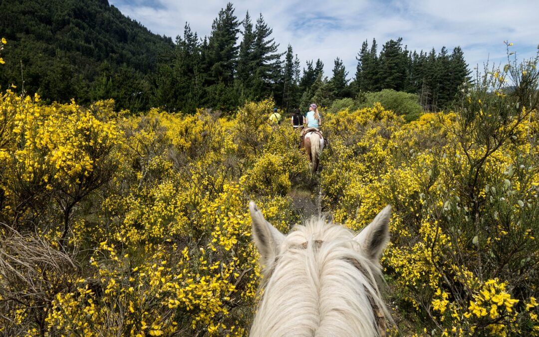 Conseils pour progresser en équitation : de l’équipement aux techniques
